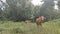 a herd of cows looking for grass