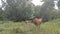 a herd of cows looking for grass