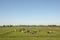 Herd of cows lying down on a meadow in flat dutch landscape.