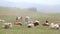 A herd of cows lying on the grass in the fog
