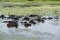 A herd of cows lying in a weedy pond. Sri Lanka