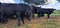 herd of cows in meadow