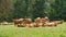 Herd of cows in a meadow. Brown farm animals lying relaxed in the grass