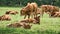 Herd of cows in a meadow. Brown farm animals lying relaxed in the grass