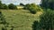 Herd of cows in a meadow. Brown farm animals lying relaxed in the grass while chewing the cud