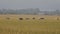 A herd of cows on the meadow of ears wheat
