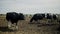 A herd of cows on a meadow in a field looking at the camera. Black and white cows walk on the grass. Concept