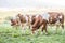 Herd cows on a meadows pasture or farmland