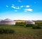 Herd of cows in the middle of a field covered with shrubs, surrounded by Mongolian traditional yurts