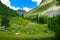 Herd of cows in mountain landscape