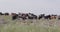 A herd of cows on a mountain meadow on a cloudy day