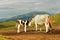 Herd of cows in the mountains guided by white shepherd dog, Central Balkan National Park in Bulgaria, Stara Planina. Beautiful