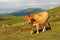 Herd of cows in the mountains guided by white shepherd dog, Central Balkan National Park in Bulgaria, Stara Planina. Beautiful