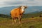 Herd of cows in the mountains guided by white shepherd dog, Central Balkan National Park in Bulgaria, Stara Planina. Beautiful