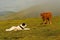 Herd of cows in the mountains guided by white shepherd dog, Central Balkan National Park in Bulgaria, Stara Planina. Beautiful