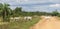 Herd of cows in the Pampas de Yacuma, in Bolivia