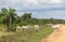 Herd of cows in the Pampas de Yacuma, in Bolivia