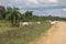 Herd of cows in the Pampas de Yacuma, in Bolivia