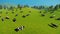 Herd of cows on a pasture aerial view