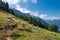 herd of cows on pasture in the alps. Image of the Mountain Speer, near Amden in the canton of St.Gallen, Switzerland