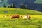 Herd of cows pasture on beautiful green Alps mountain meadow, summer day copy space, sustainable organic farming