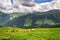 Herd of cows pasture on beautiful green Alps mountain meadow, summer day copy space, sustainable organic farming