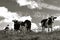 Herd of cows in pasture(black and white)