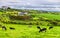 Herd of cows in pasture in County Antrim