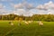 Herd of cows on pasture in Latvia, Europe.