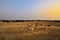 A herd of cows in a pasture at sunset with cork oaks in the background, in Portugal