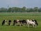 Herd of cows pasturing in a meadow in Westphalia, Germany