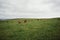 Herd of cows peacefully graze in a lush, green field on a sunny day