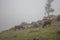 Herd of cows peacefully grazing on a hillside on a figgy day.