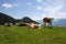 Herd of cows on the picturesque meadow in summer, horizontal shot