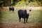 a herd of cows, pigs, swines and sheep grazing on the farm