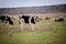 a herd of cows, pigs, swines and sheep grazing on the farm