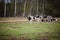 a herd of cows, pigs, swines and sheep grazing on the farm