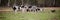 a herd of cows, pigs, swines and sheep grazing on the farm