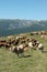Herd of cows in Pyrenees