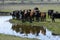 Herd of cows with reflection in pond