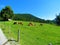 Herd of cows resting a bright sunlit pasture