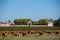 Herd of cows resting on green grass pasture, milk, cheese and meat production in Bordeaux, Haut-Medoc, France