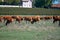 Herd of cows resting on green grass pasture, milk, cheese and meat production in Bordeaux, Haut-Medoc, France