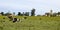 Herd of cows resting in Uruguay.