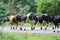 Herd of cows on a road