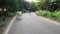 The herd of cows are on the roadway between the forests.