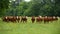 Herd of cows in a rural area