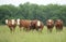 Herd of cows in a rural pasture