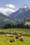 Herd of cows, Schladming Tauern, Austria