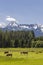 Herd of cows, Schladming Tauern, Austria